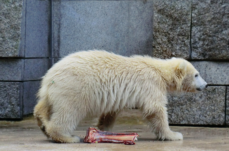 Eisbärmädchen ANORI am 8. Juni 2012 im Wuppertaler Zoo