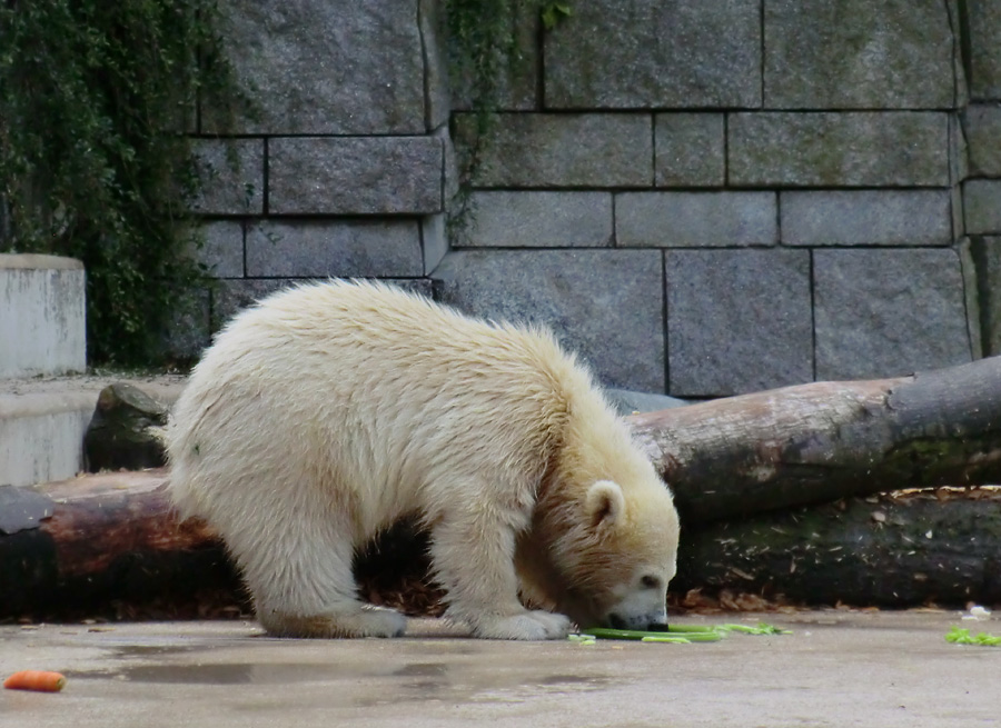 Eisbärmädchen ANORI am 8. Juni 2012 im Zoo Wuppertal