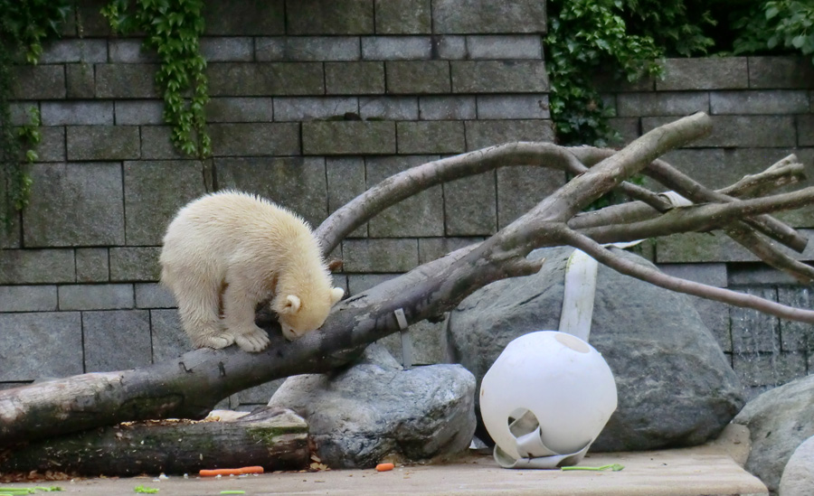 Eisbärmädchen ANORI am 8. Juni 2012 im Wuppertaler Zoo