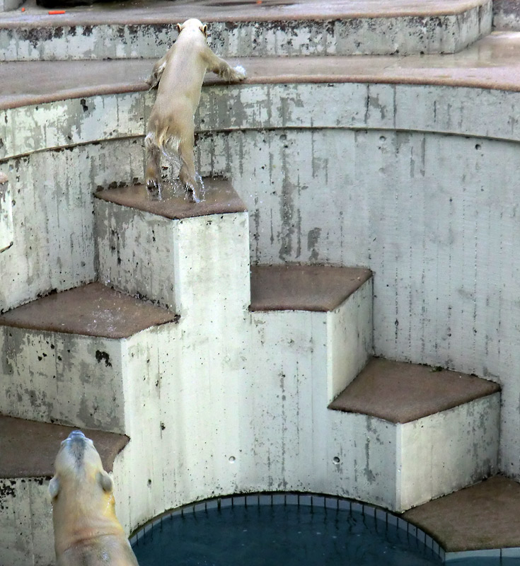 Eisbärmädchen ANORI und Eisbärin VILMA am 8. Juni 2012 im Zoo Wuppertal