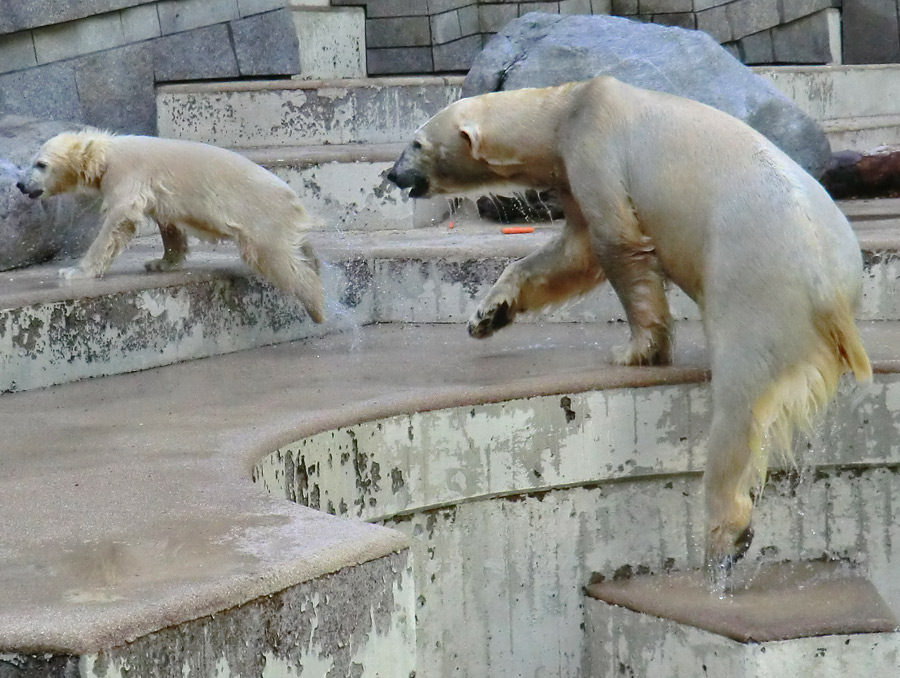 Eisbärmädchen ANORI und Eisbärin VILMA am 8. Juni 2012 im Wuppertaler Zoo