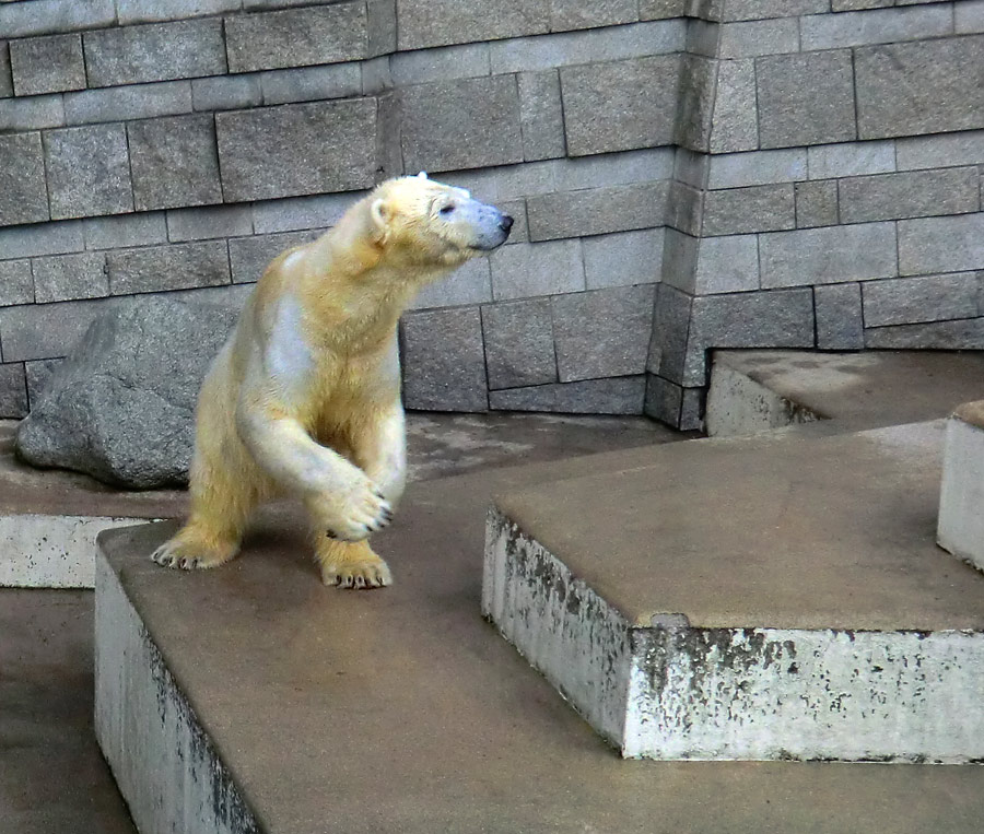 Eisbärin VILMA am 8. Juni 2012 im Zoo Wuppertal