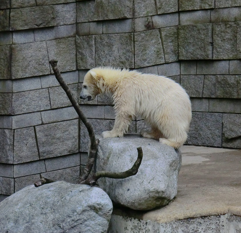 Eisbärmädchen ANORI am 8. Juni 2012 im Wuppertaler Zoo