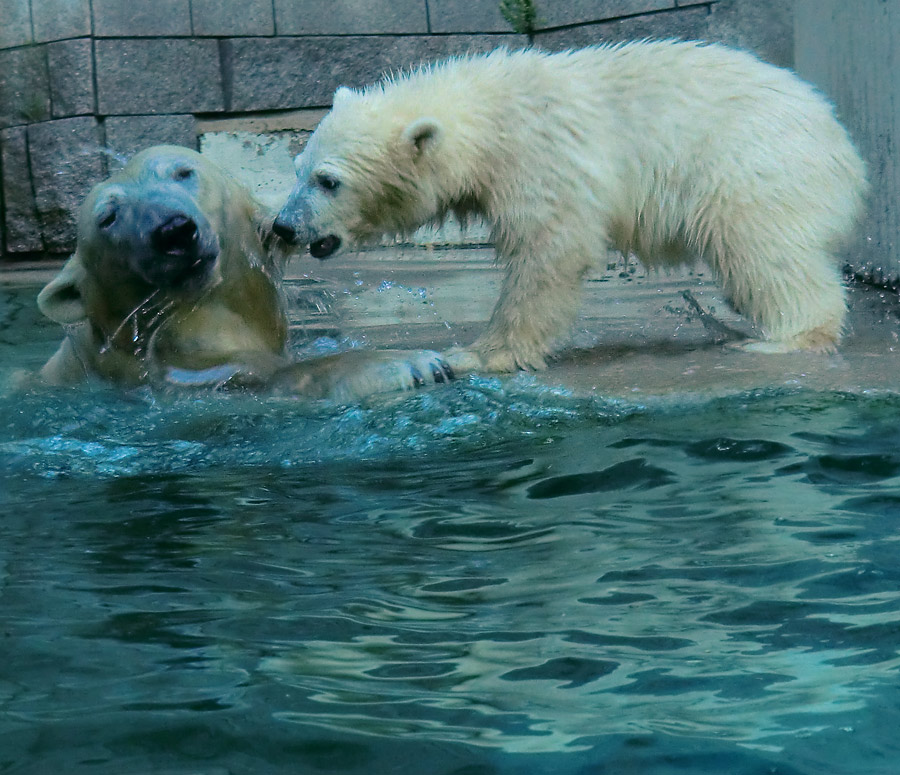 Eisbärin VILMA und Eisbärmädchen ANORI am 8. Juni 2012 im Zoologischen Garten Wuppertal