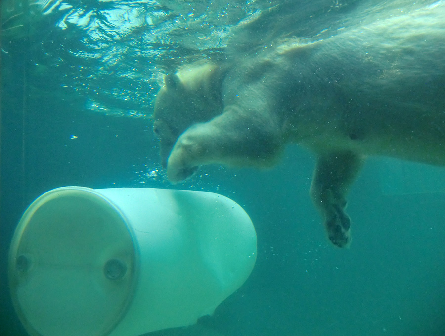 Eisbärin VILMA am 8. Juni 2012 im Wuppertaler Zoo