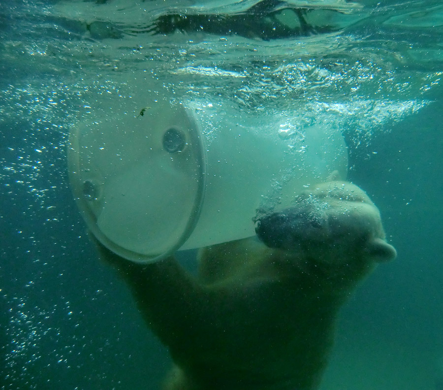 Eisbärin VILMA am 8. Juni 2012 im Zoo Wuppertal