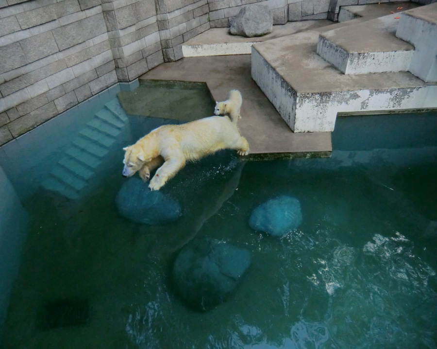 Eisbärin VILMA und Eisbärmädchen ANORI am 8. Juni 2012 im Zoologischen Garten Wuppertal