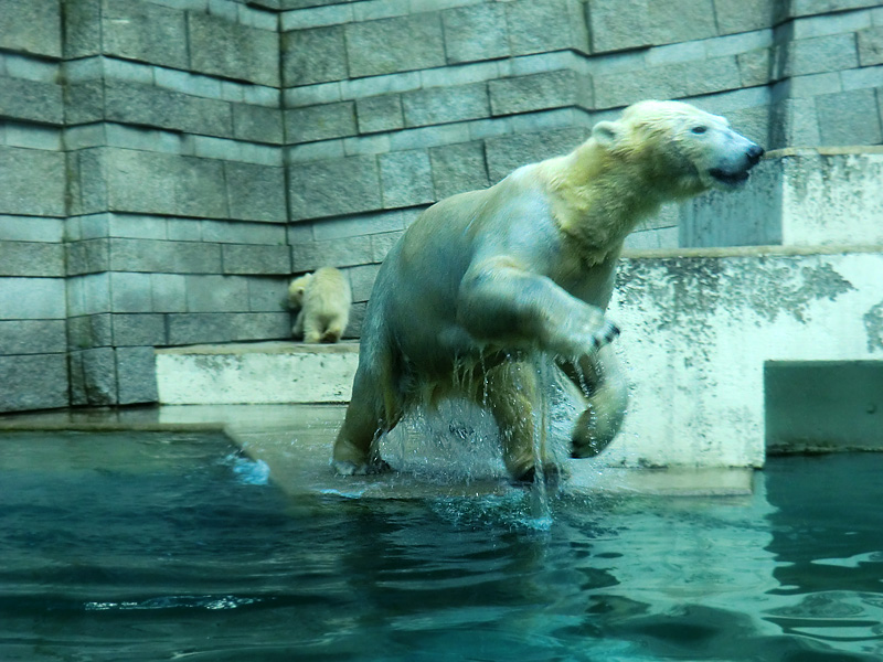 Eisbärin VILMA und Eisbärmädchen ANORI am 8. Juni 2012 im Zoo Wuppertal