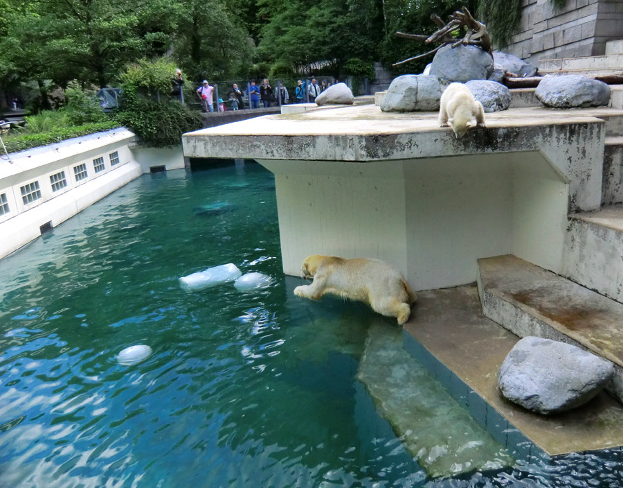 Eisbärin VILMA und Eisbärmädchen ANORI am 8. Juni 2012 im Zoo Wuppertal