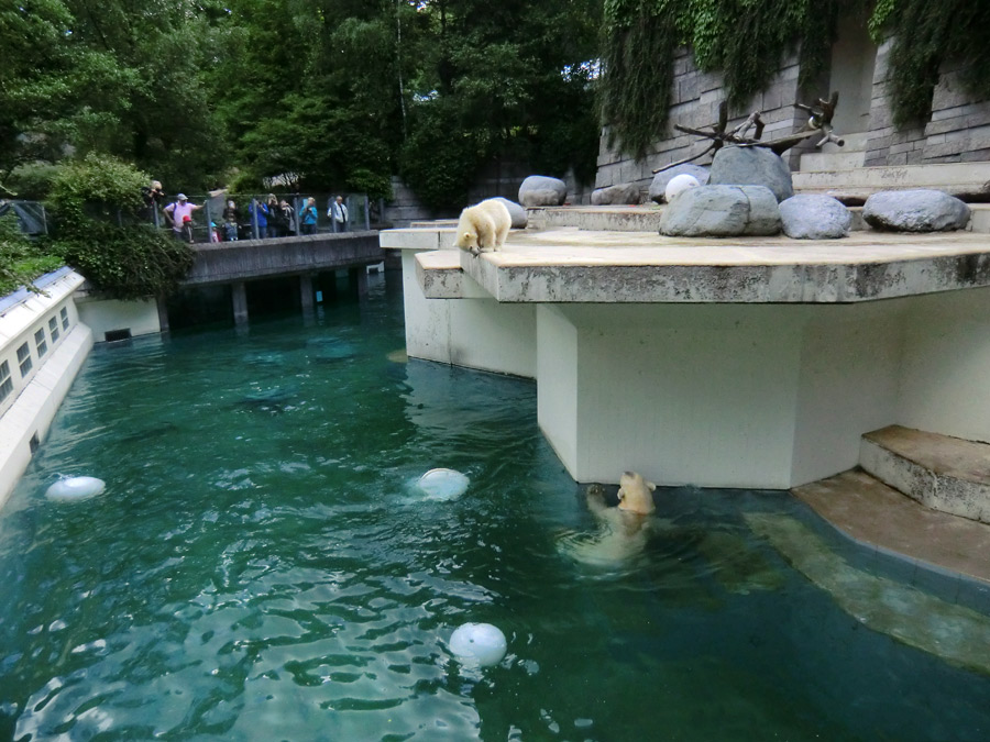 Eisbärin VILMA und Eisbärmädchen ANORI am 8. Juni 2012 im Zoologischen Garten Wuppertal