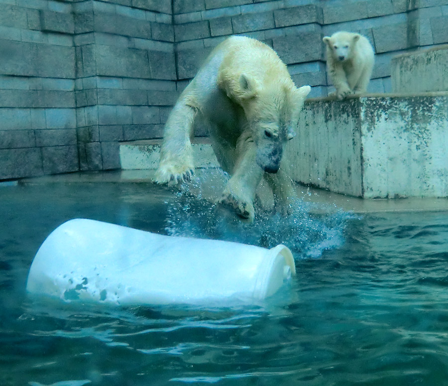 Eisbärin VILMA und Eisbärmädchen ANORI am 8. Juni 2012 im Wuppertaler Zoo