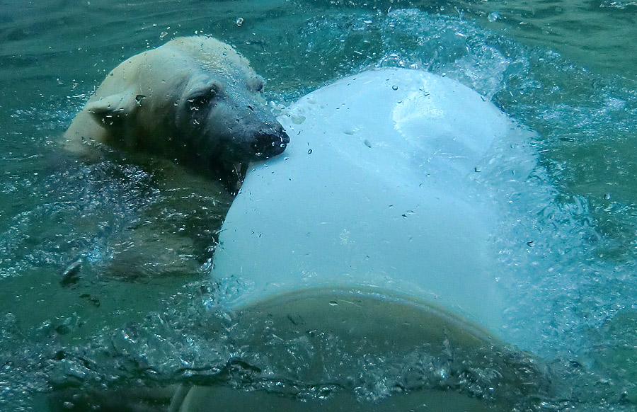 Eisbärin VILMA am 8. Juni 2012 im Zoo Wuppertal