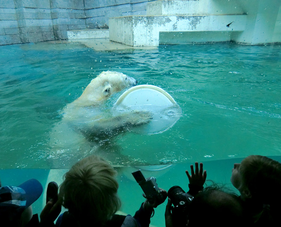 Eisbärin VILMA am 8. Juni 2012 im Zoologischen Garten Wuppertal