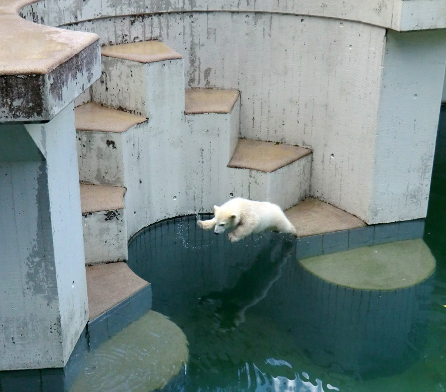 Eisbärmädchen ANORI am 8. Juni 2012 im Wuppertaler Zoo