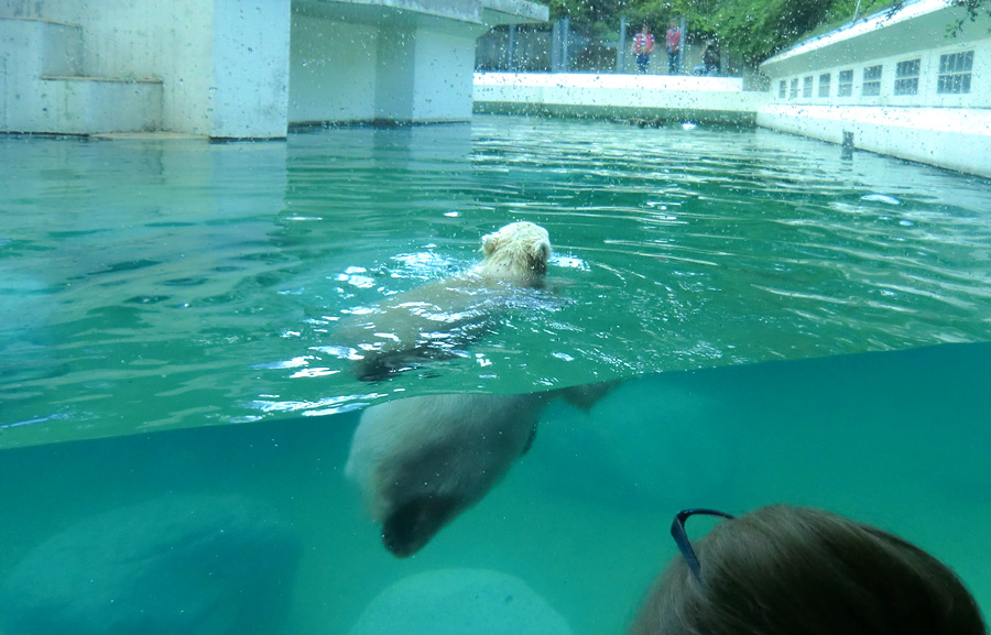 Eisbärmädchen ANORI am 8. Juni 2012 im Zoologischen Garten Wuppertal