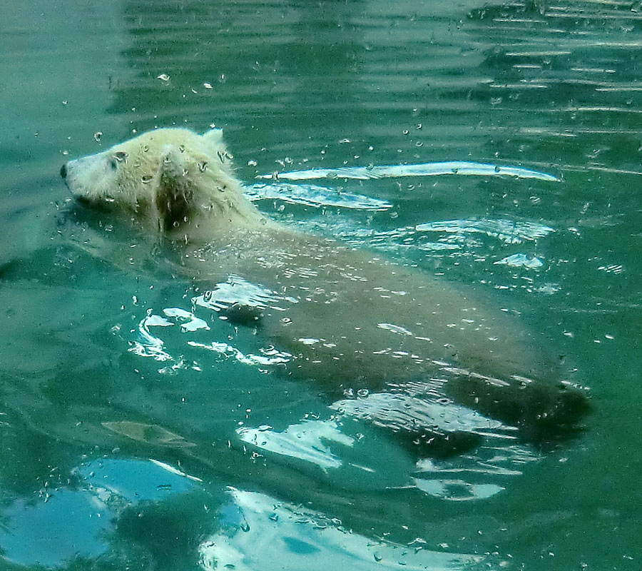 Eisbärmädchen ANORI am 8. Juni 2012 im Zoologischen Garten Wuppertal