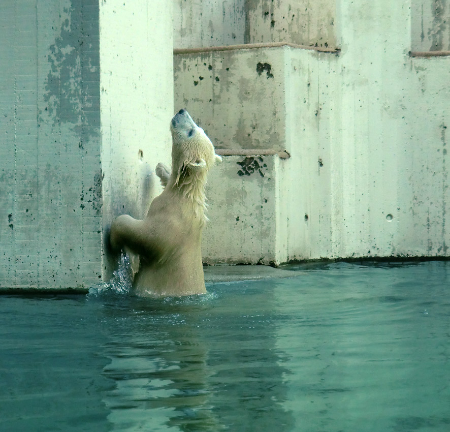 Eisbärmädchen ANORI am 8. Juni 2012 im Zoo Wuppertal