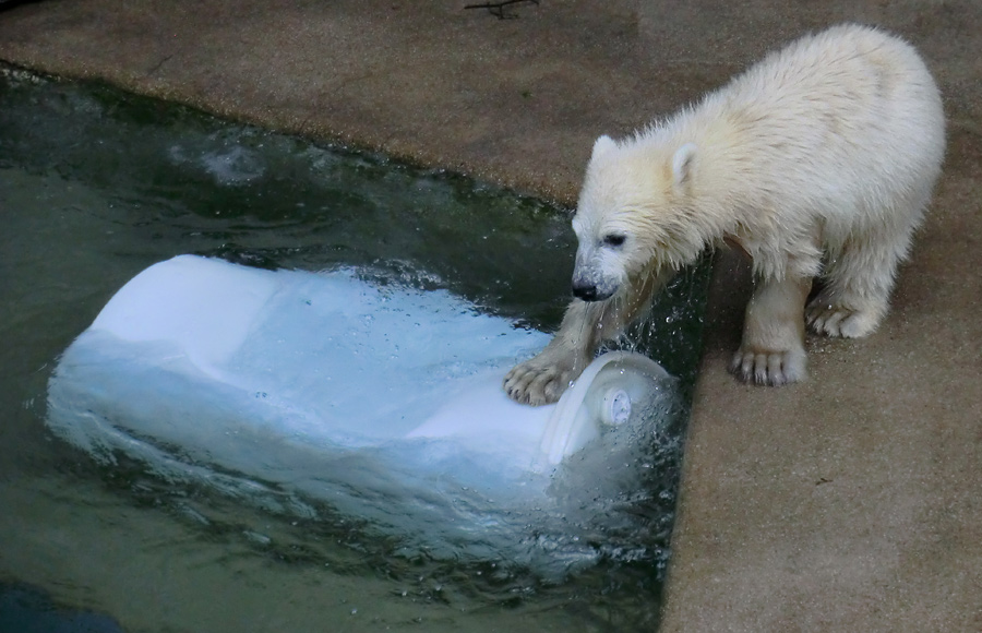 Eisbärmädchen ANORI am 8. Juni 2012 im Zoo Wuppertal