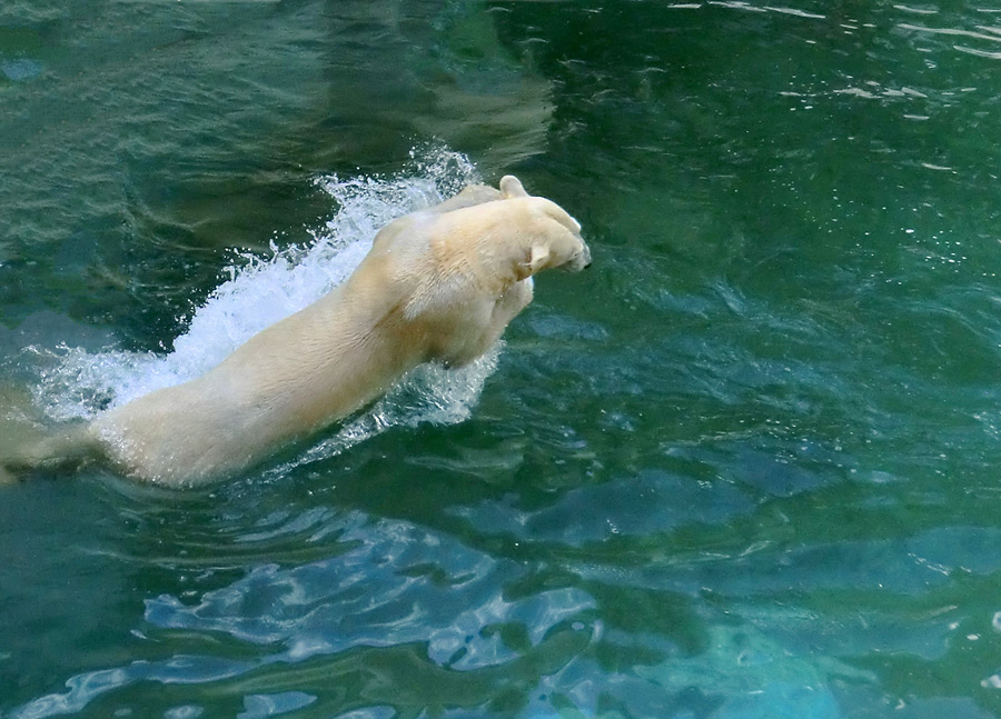 Eisbärin VILMA am 8. Juni 2012 im Wuppertaler Zoo