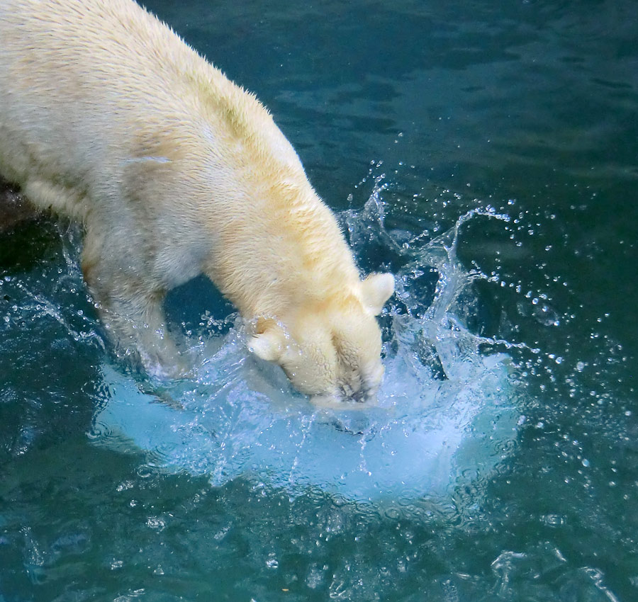 Eisbärin VILMA am 8. Juni 2012 im Zoologischen Garten Wuppertal