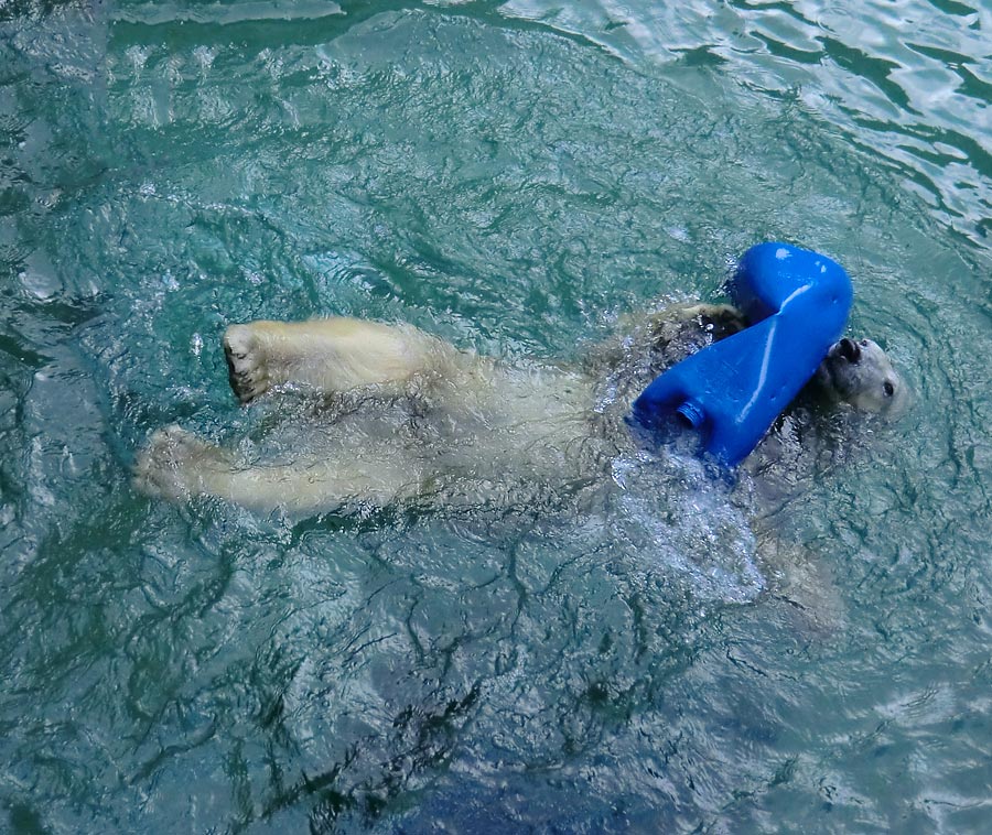 Eisbär am 9. Juni 2012 im Wuppertaler Zoo