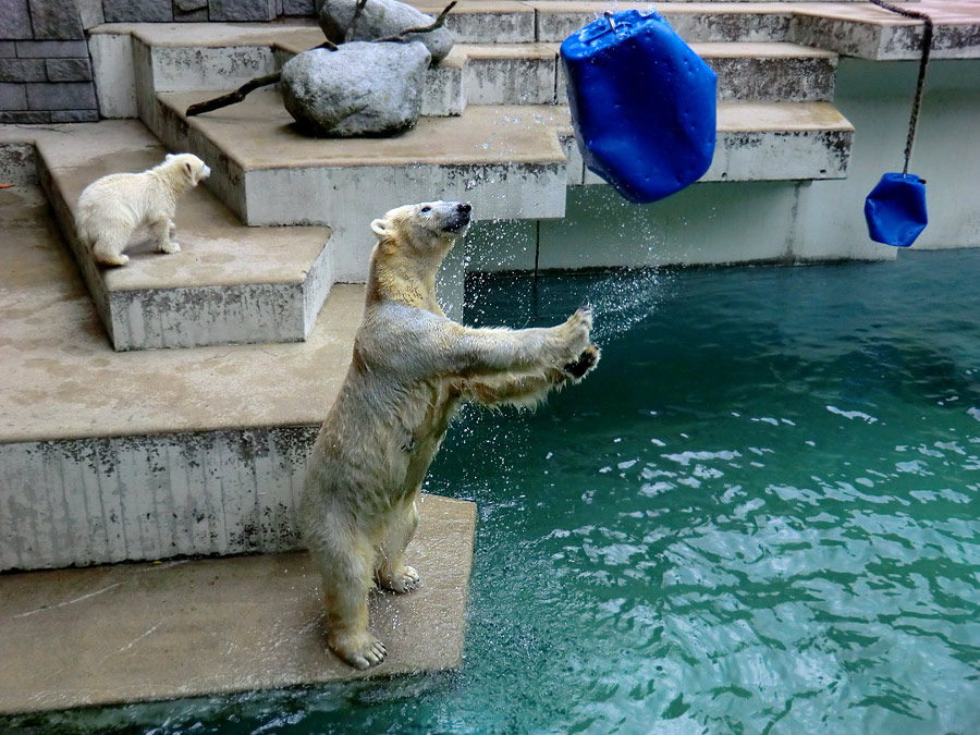 Eisbär am 9. Juni 2012 im Zoo Wuppertal