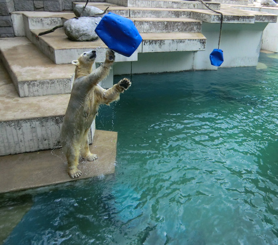 Eisbär am 9. Juni 2012 im Zoologischen Garten Wuppertal