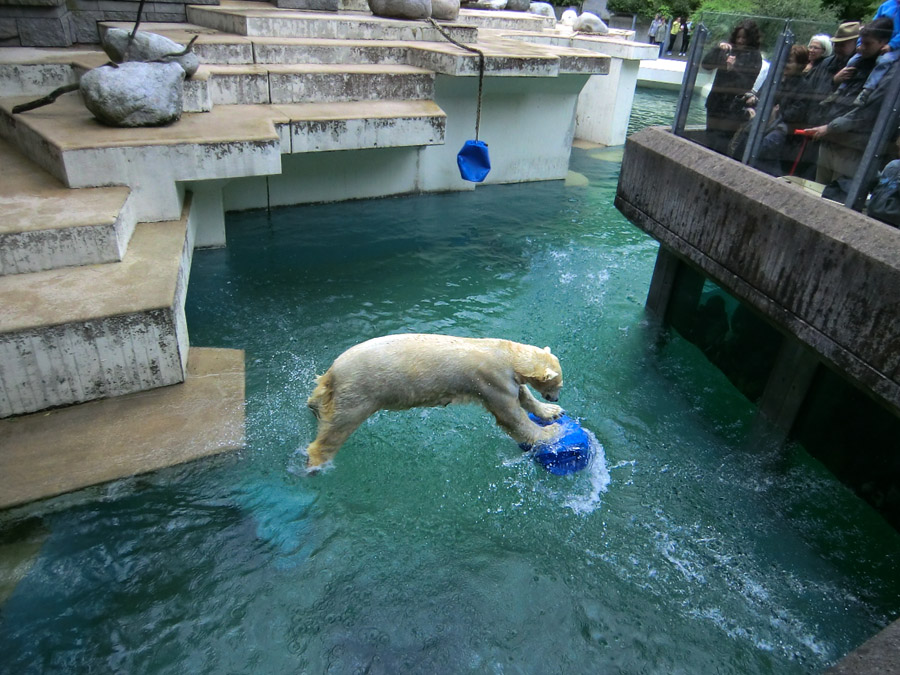 Eisbär am 9. Juni 2012 im Zoologischen Garten Wuppertal