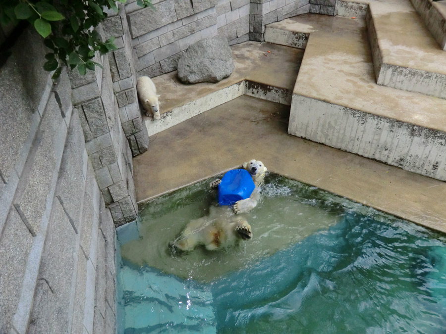 Eisbär am 9. Juni 2012 im Wuppertaler Zoo