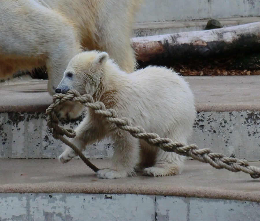 Eisbär am 9. Juni 2012 im Wuppertaler Zoo