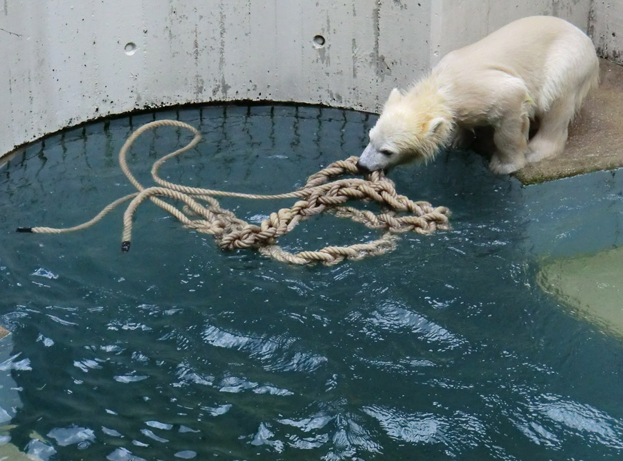 Eisbär am 9. Juni 2012 im Wuppertaler Zoo