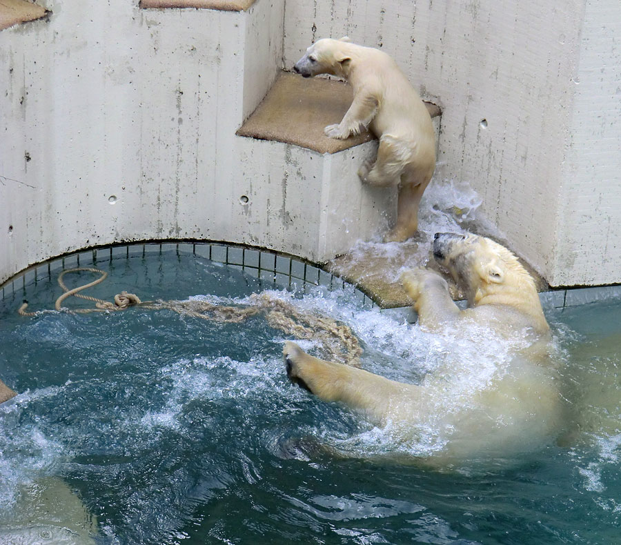 Eisbär am 9. Juni 2012 im Wuppertaler Zoo