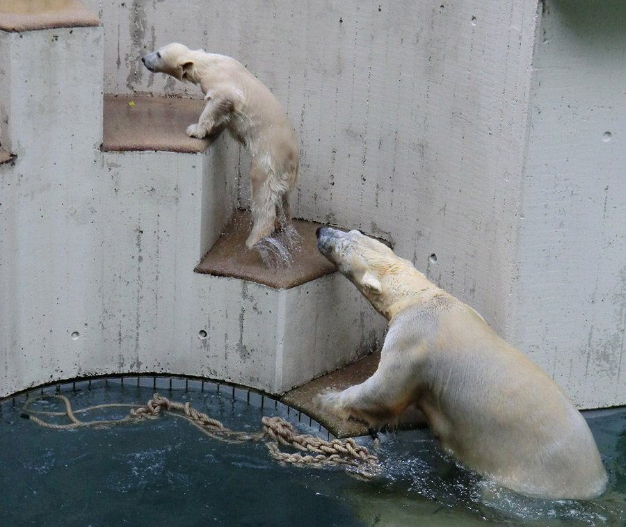 Eisbär am 9. Juni 2012 im Zoo Wuppertal