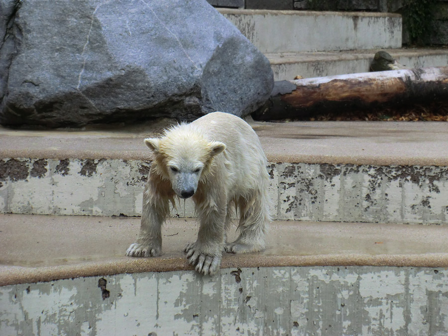 Eisbär am 9. Juni 2012 im Wuppertaler Zoo