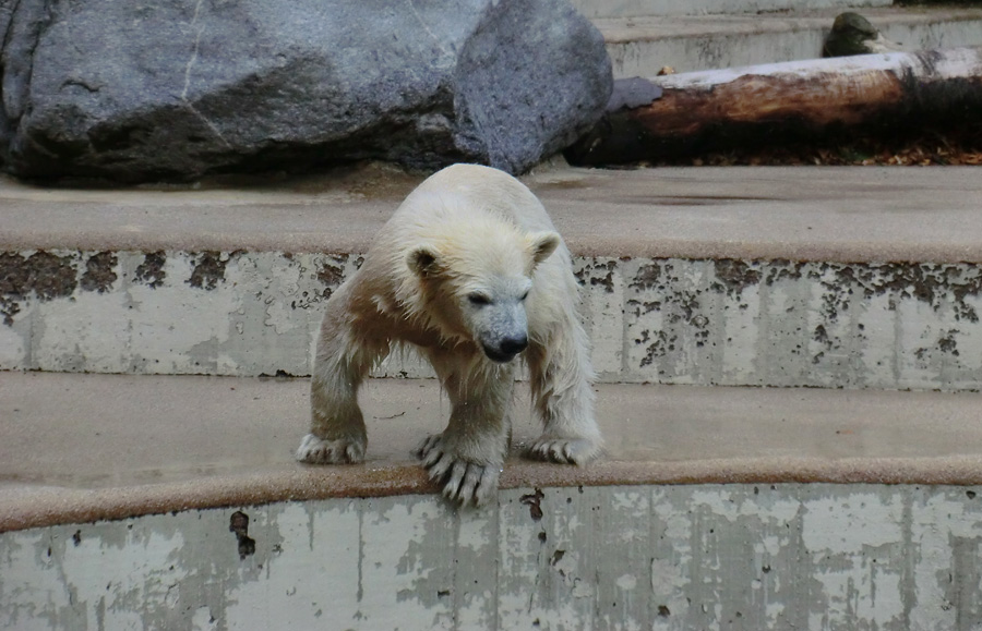 Eisbär am 9. Juni 2012 im Zoo Wuppertal