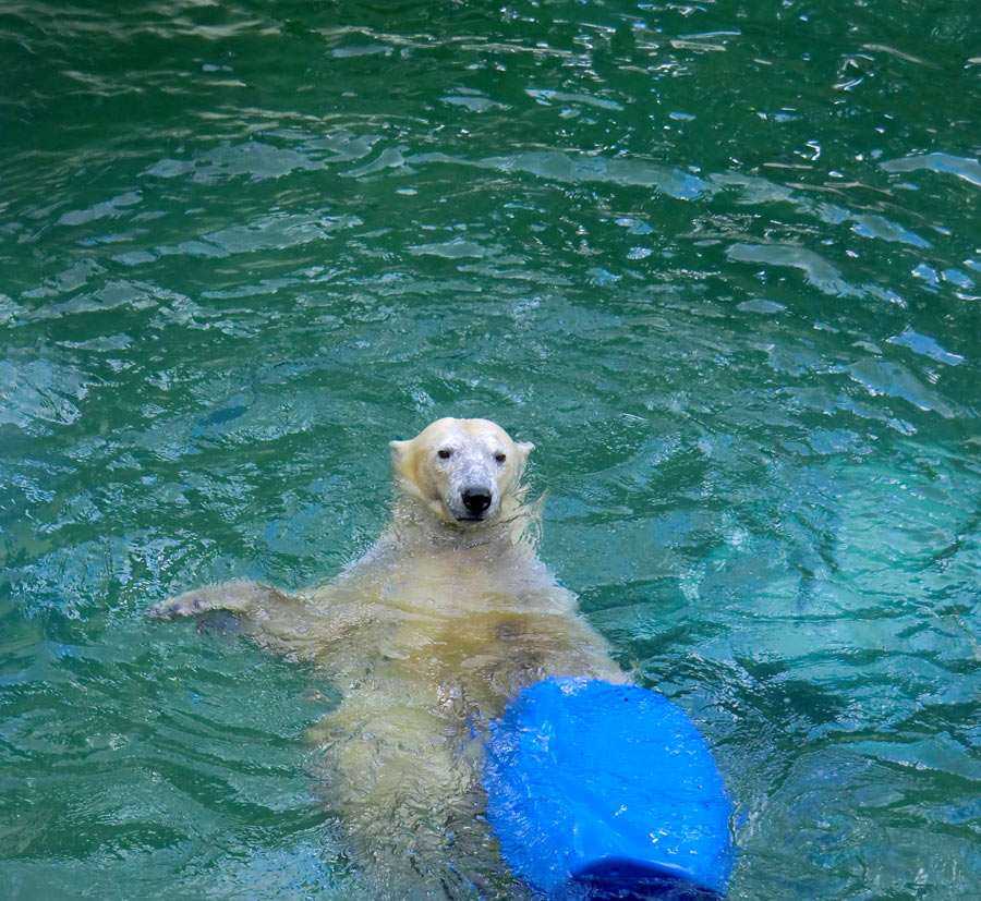 Eisbär am 9. Juni 2012 im Zoo Wuppertal