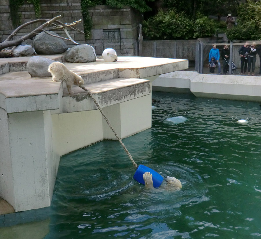 Eisbär am 9. Juni 2012 im Zoologischen Garten Wuppertal