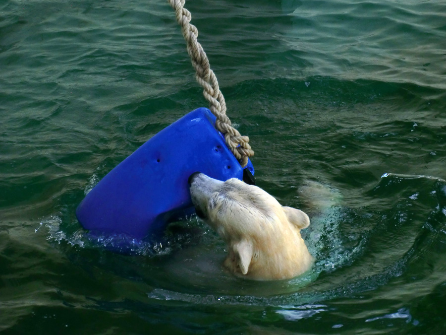 Eisbär am 9. Juni 2012 im Wuppertaler Zoo