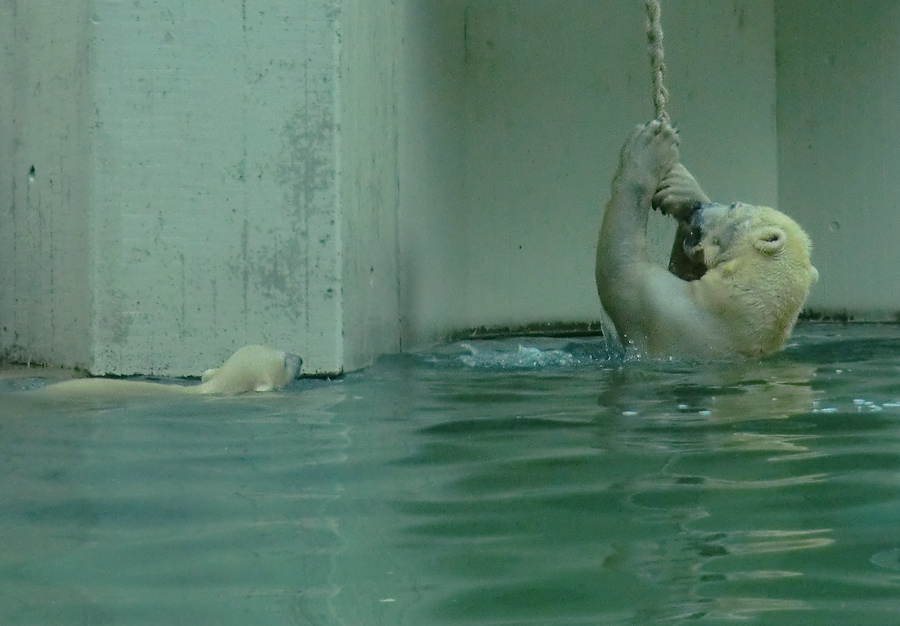 Eisbär am 9. Juni 2012 im Wuppertaler Zoo