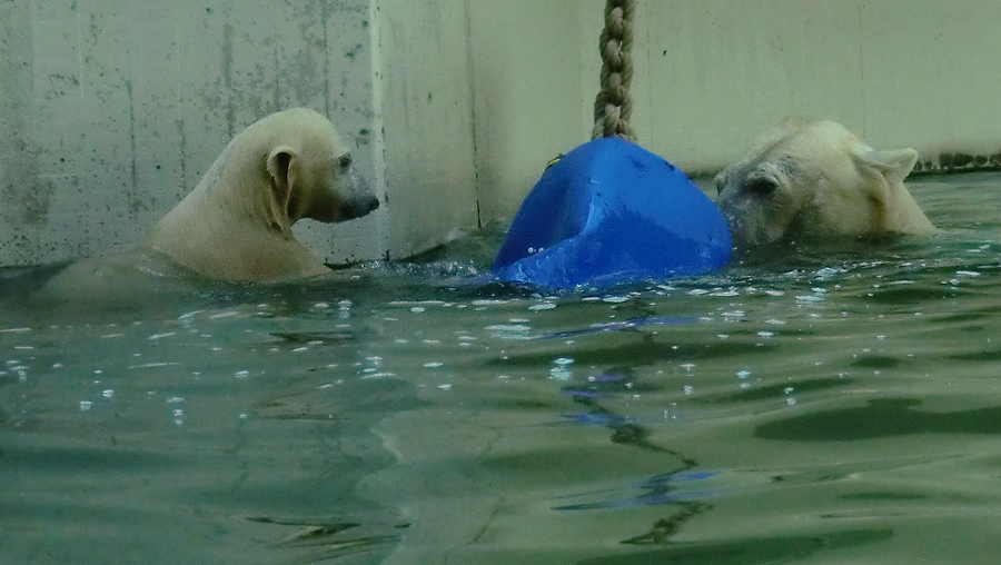 Eisbär am 9. Juni 2012 im Zoo Wuppertal