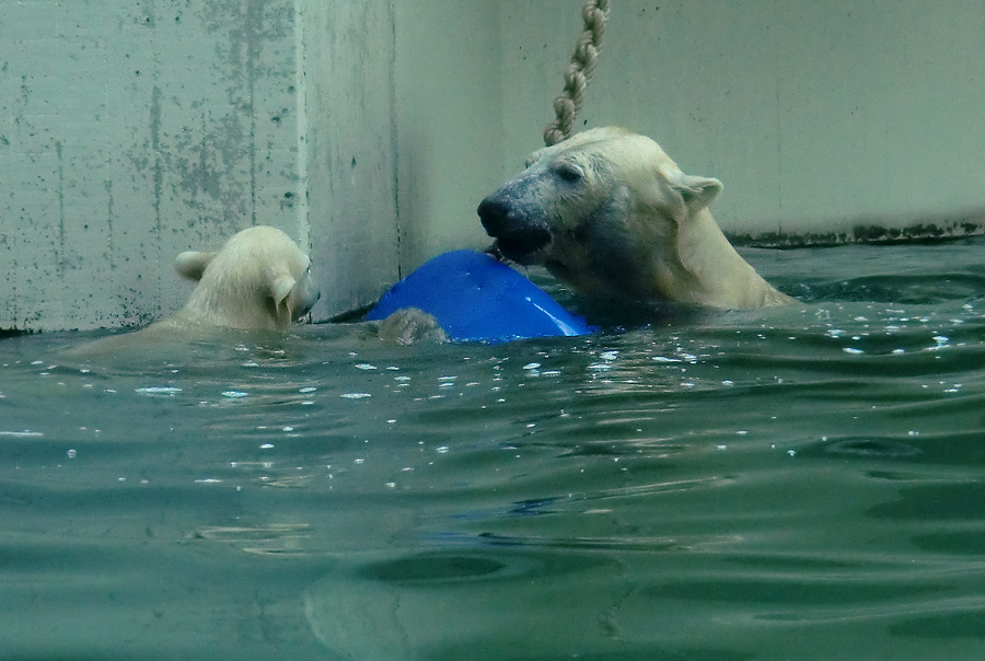 Eisbär am 9. Juni 2012 im Zoologischen Garten Wuppertal