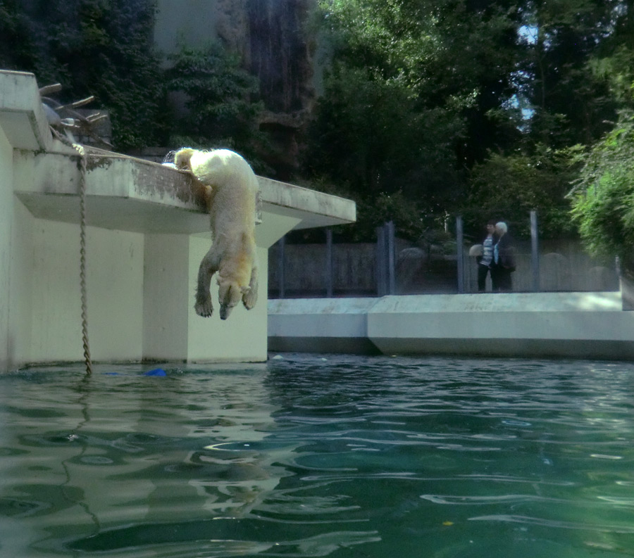 Eisbär am 9. Juni 2012 im Wuppertaler Zoo