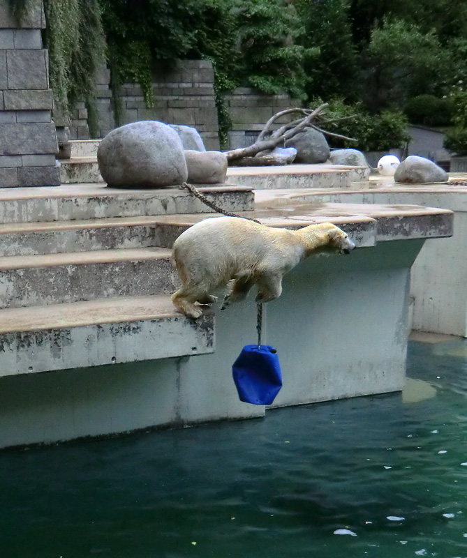 Eisbär am 9. Juni 2012 im Zoo Wuppertal