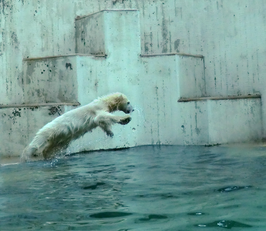 Eisbär am 9. Juni 2012 im Wuppertaler Zoo