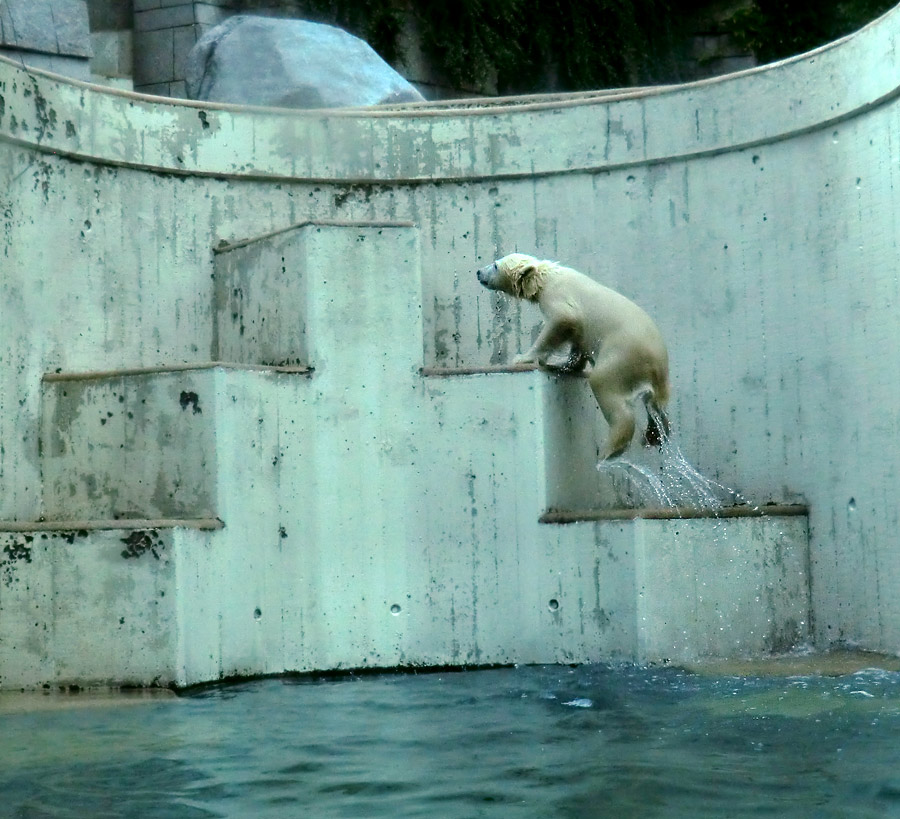 Eisbär am 9. Juni 2012 im Zoo Wuppertal