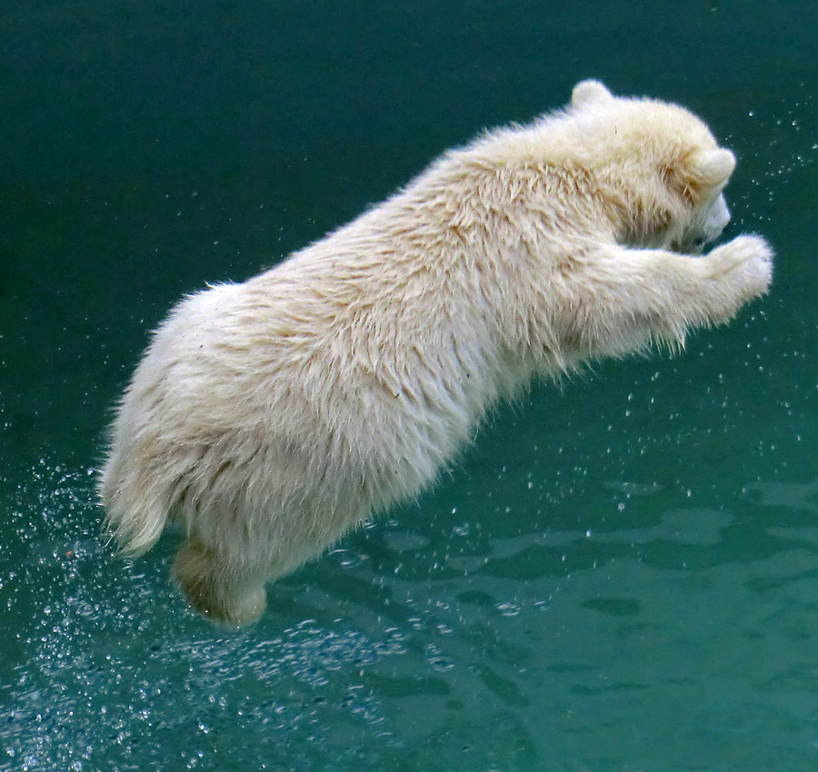 Eisbär am 9. Juni 2012 im Wuppertaler Zoo