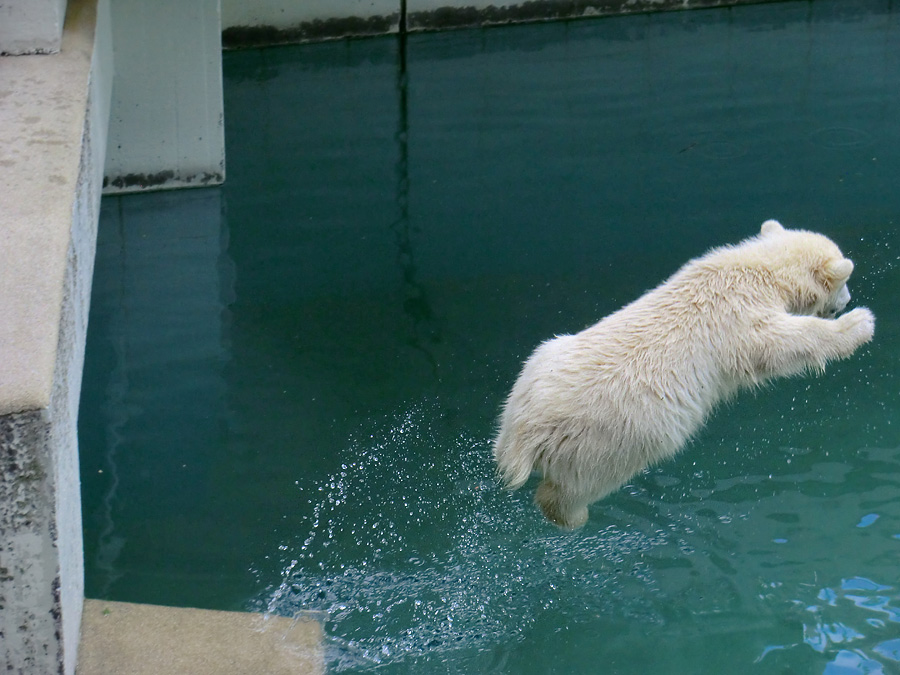 Eisbär am 9. Juni 2012 im Zoologischen Garten Wuppertal