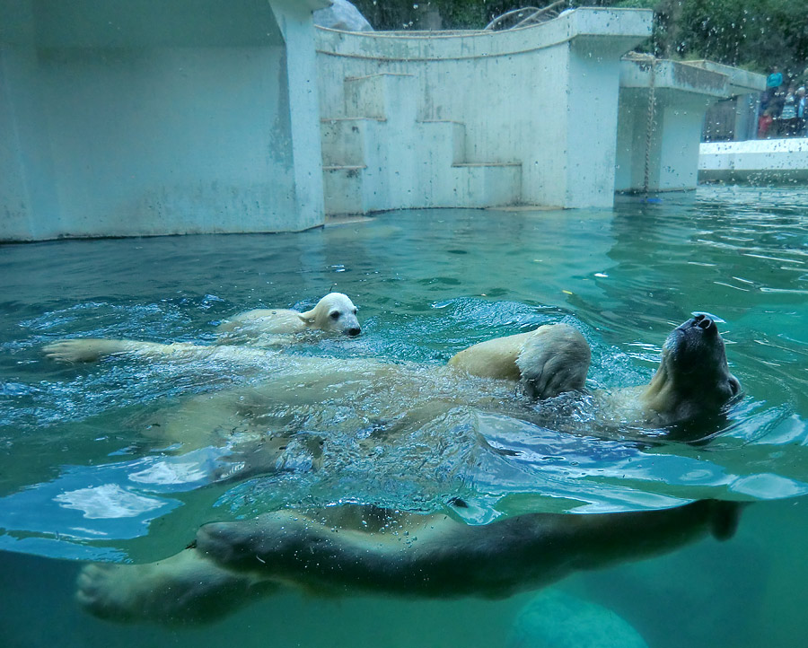 Eisbär am 9. Juni 2012 im Zoo Wuppertal