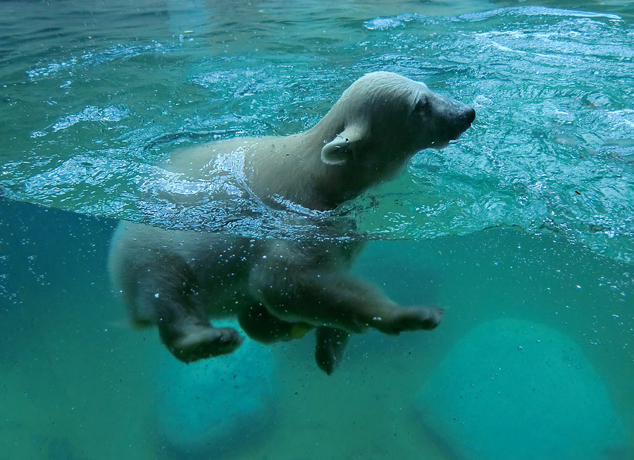 Eisbär am 9. Juni 2012 im Zoologischen Garten Wuppertal