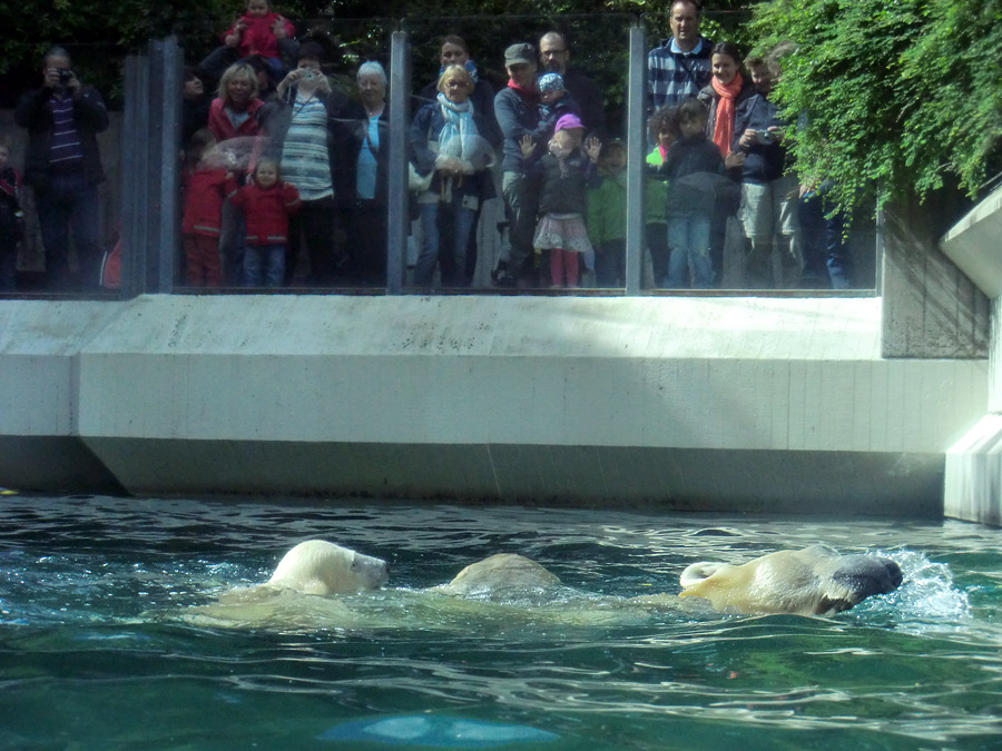 Eisbär am 9. Juni 2012 im Wuppertaler Zoo